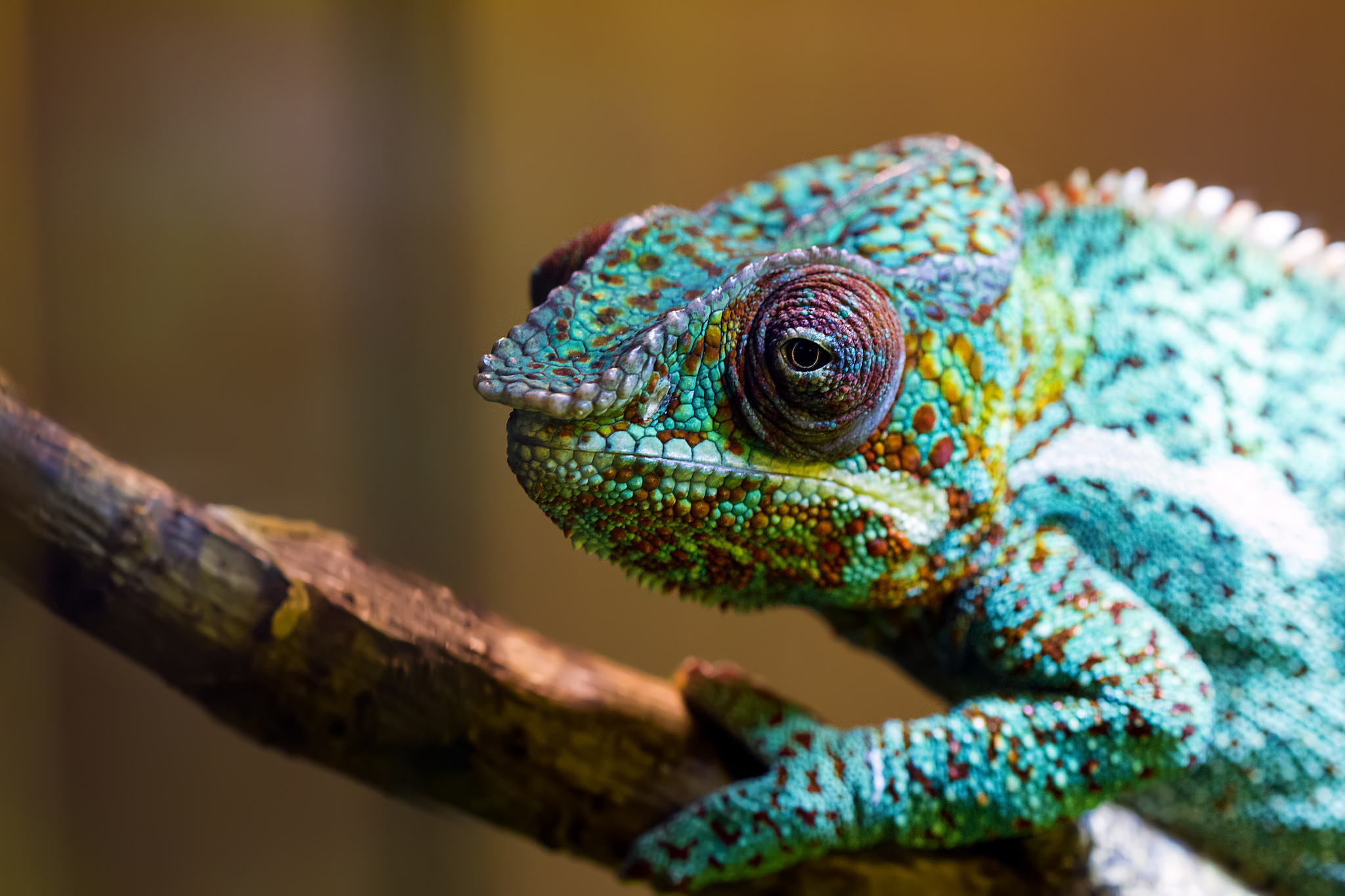 chameleon1
