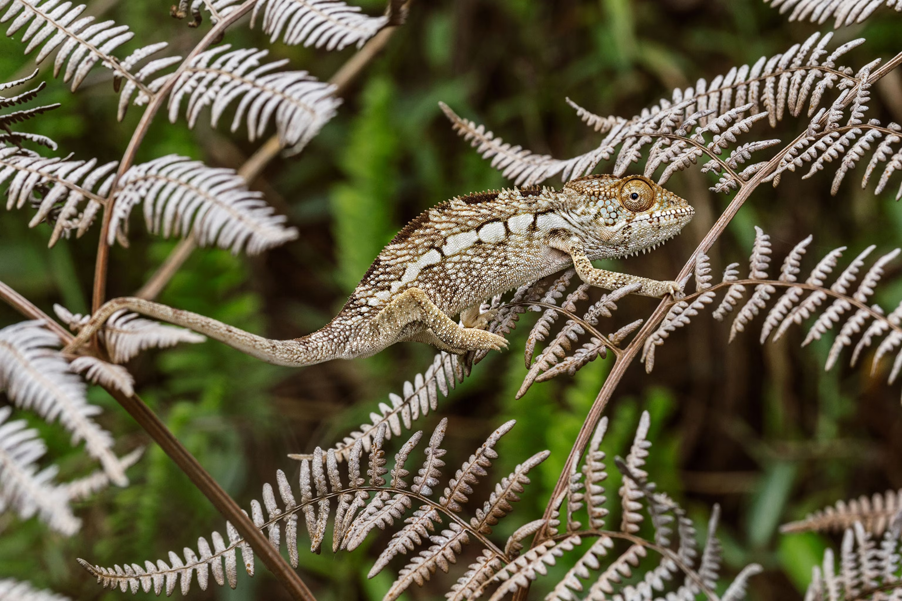 chameleon2