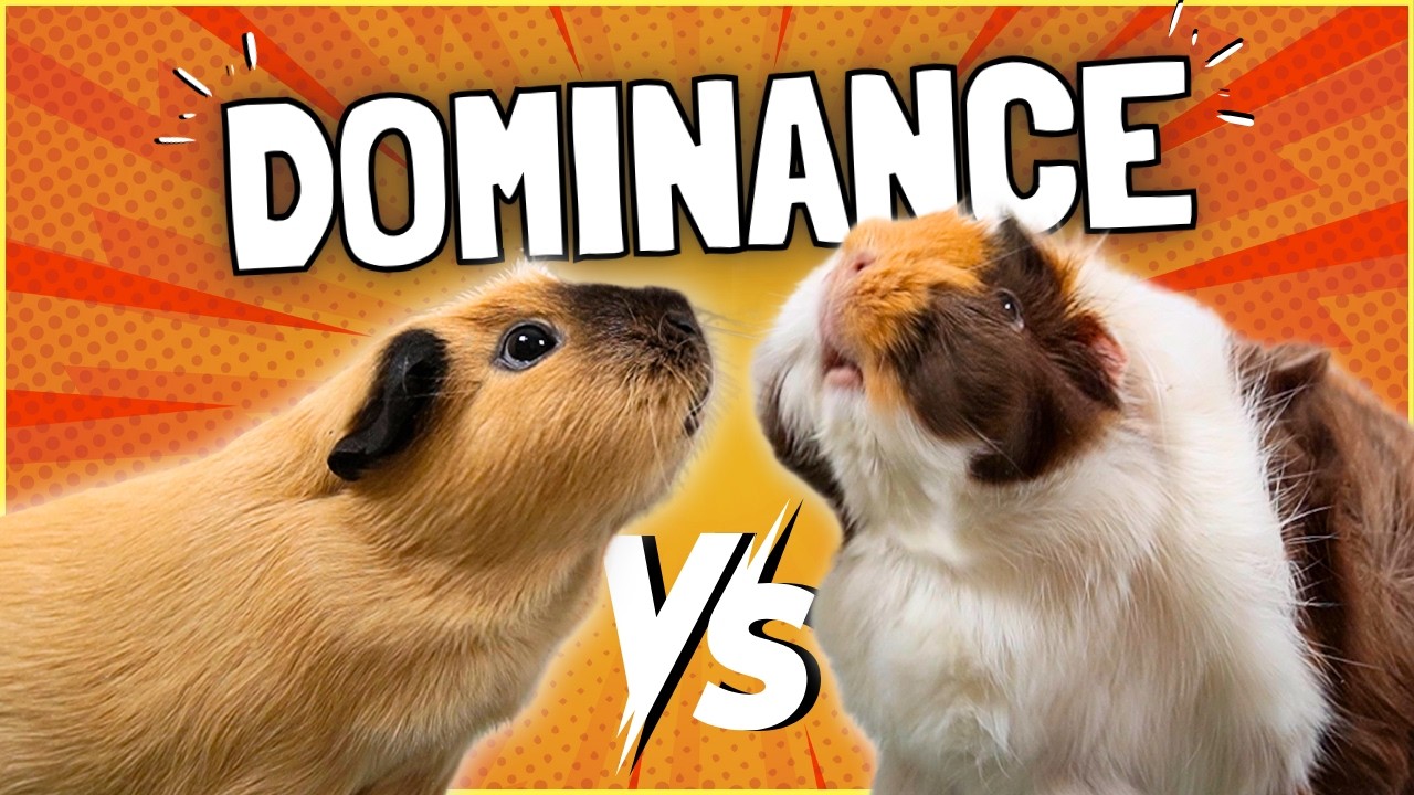 Dommy