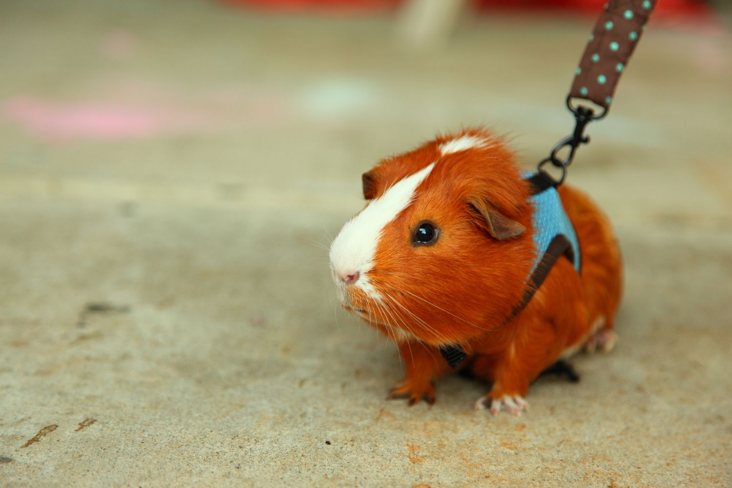 pigy
