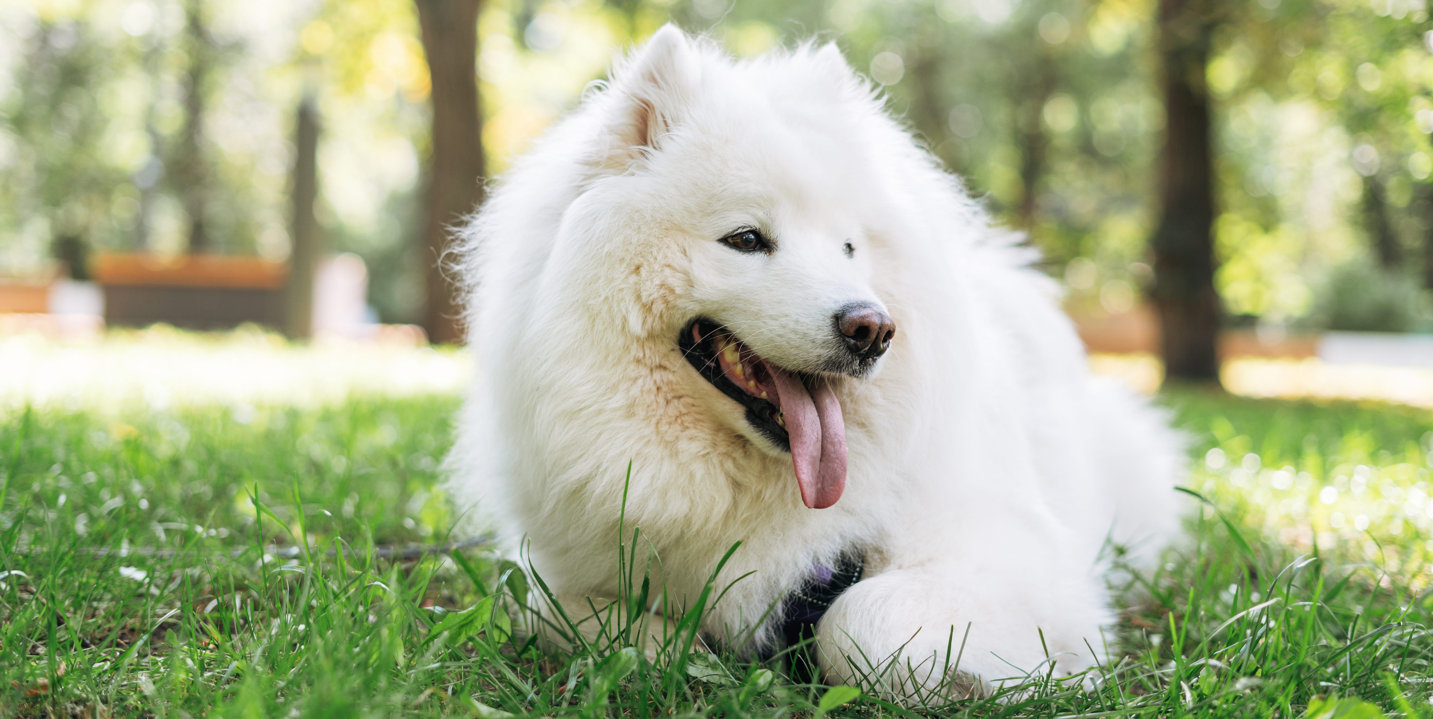 dog 2