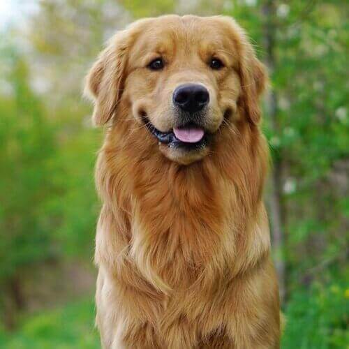 golden retriever
