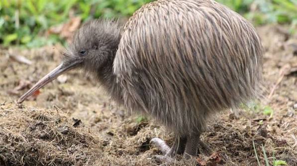 kiwi
