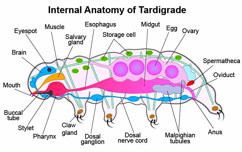 Internal andotomy of a tardigrade