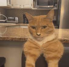 Image of cat mewing
