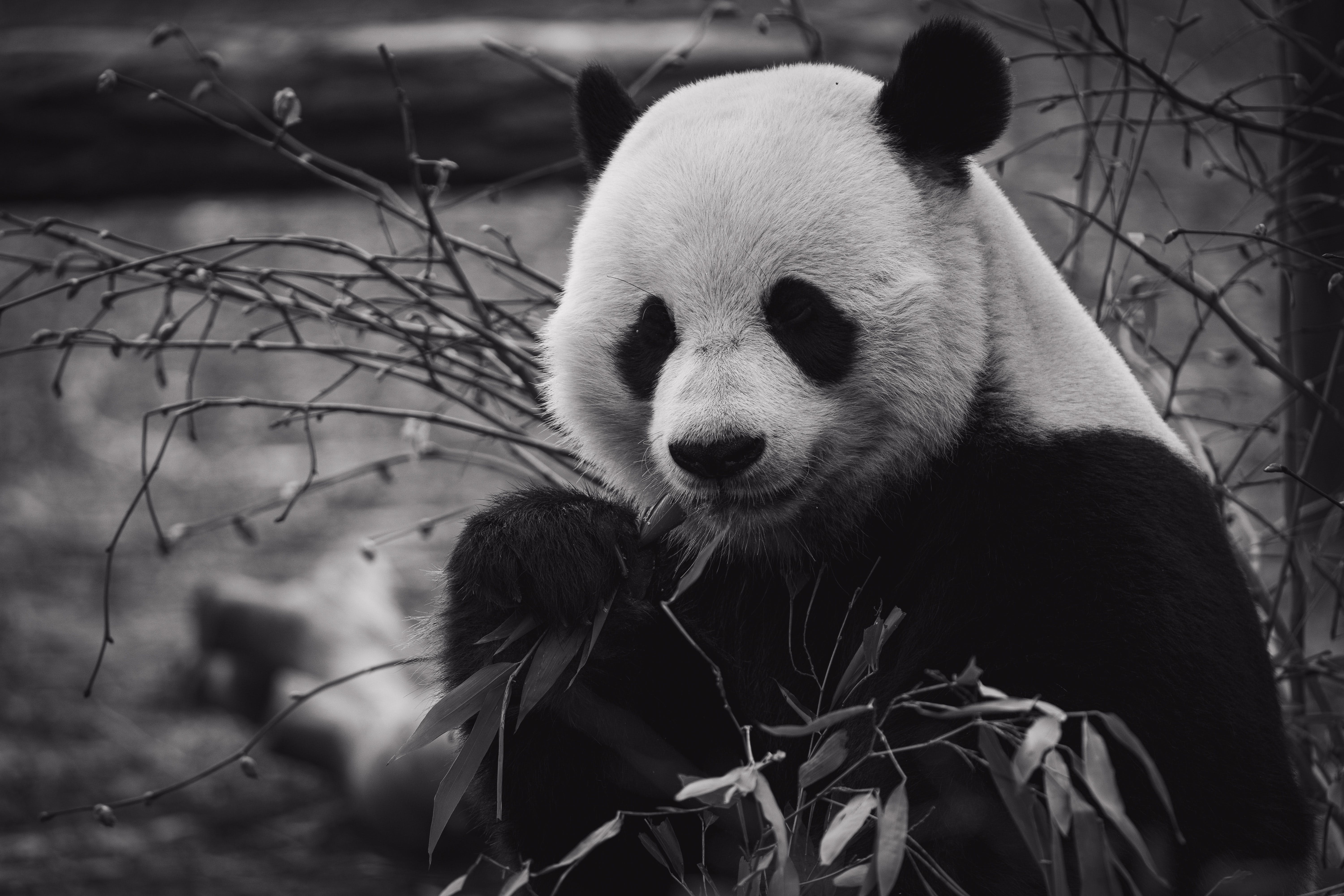 Panda 3