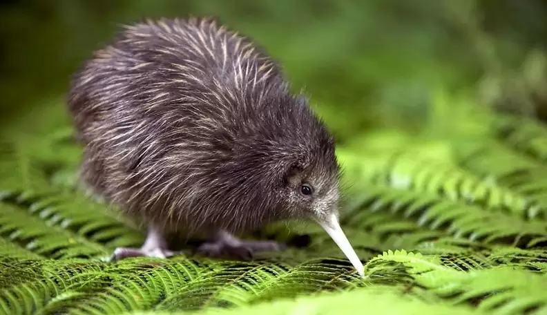 kiwibird