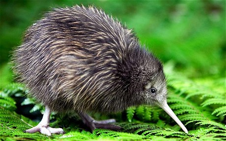 Kiwi image
