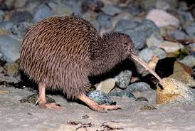 Image of Kiwi by rocks