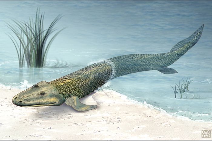 fish walking