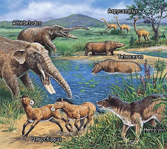 mammals