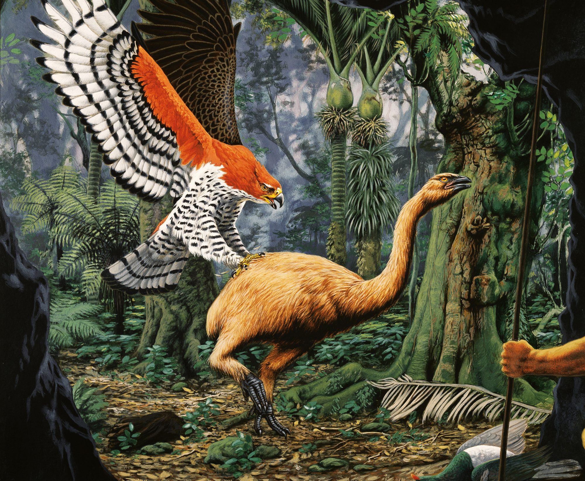 Moa and Haast's Eagle