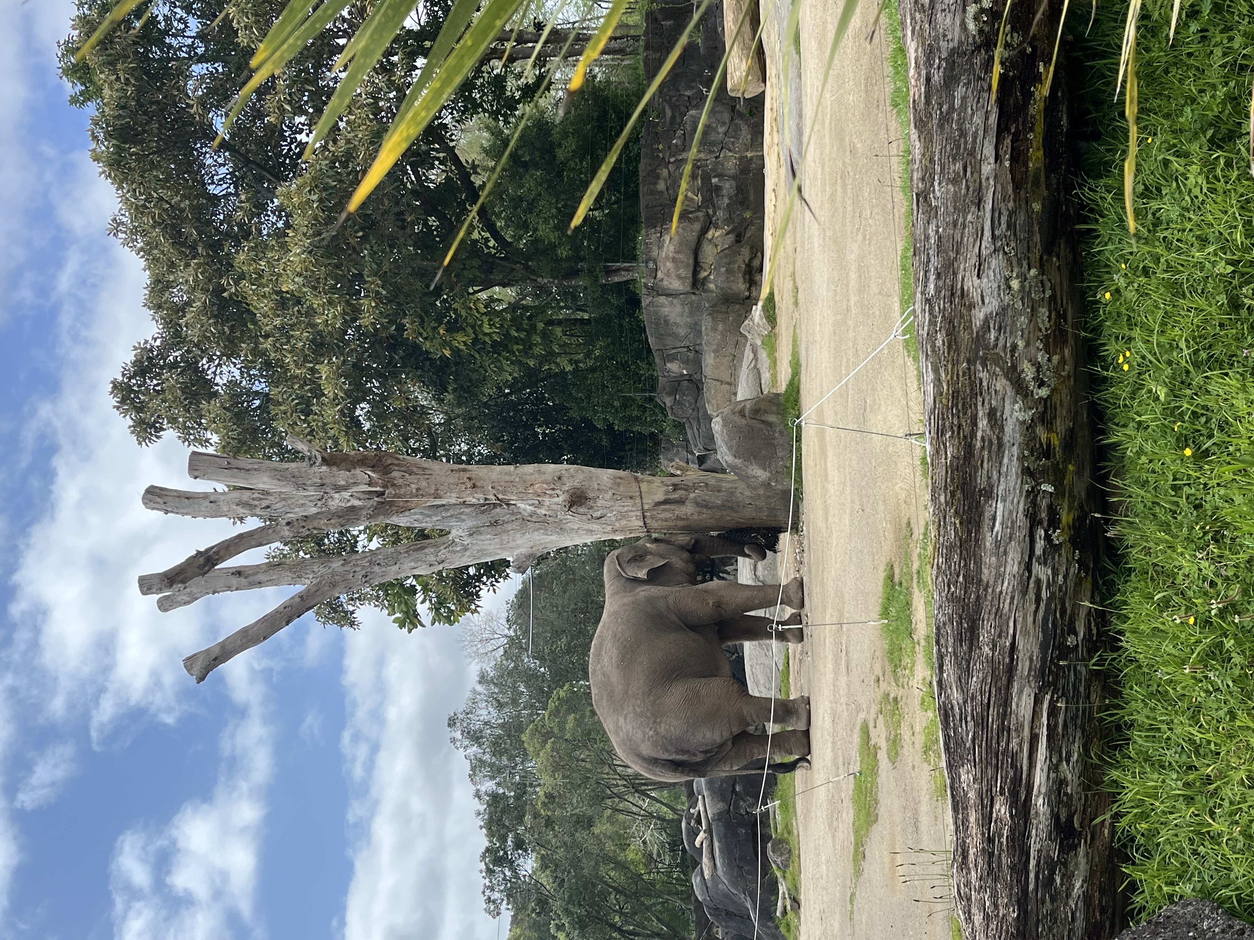 Orangutans