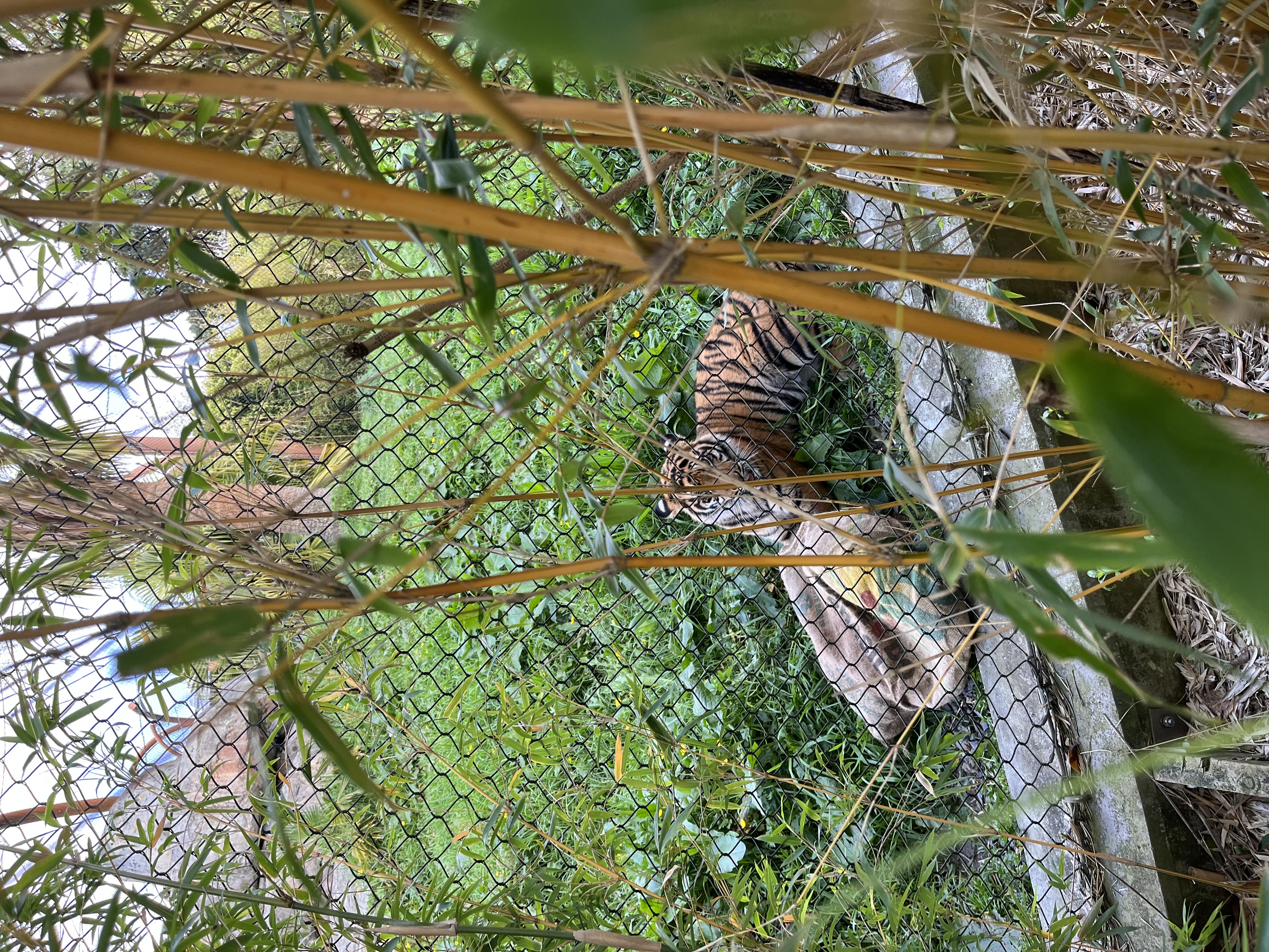 Tigers