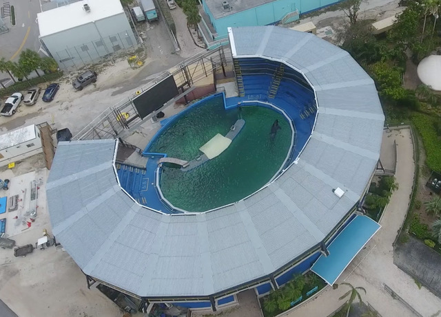 Lolita Orca
